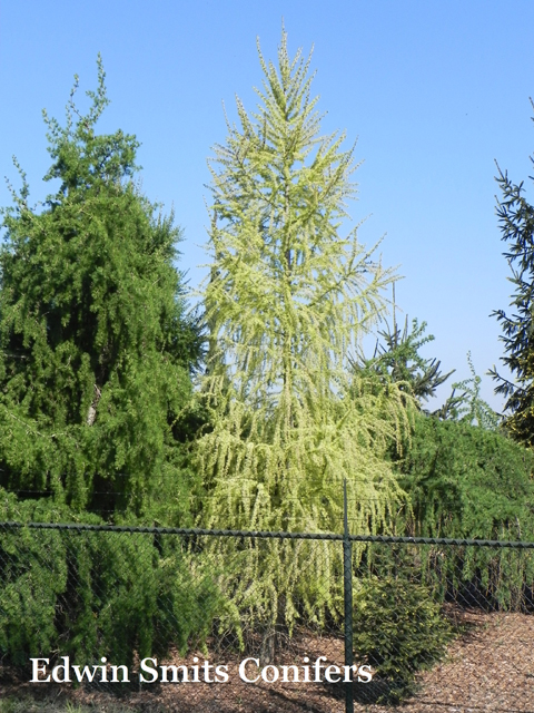 Larix decidua 'Lucek WN'